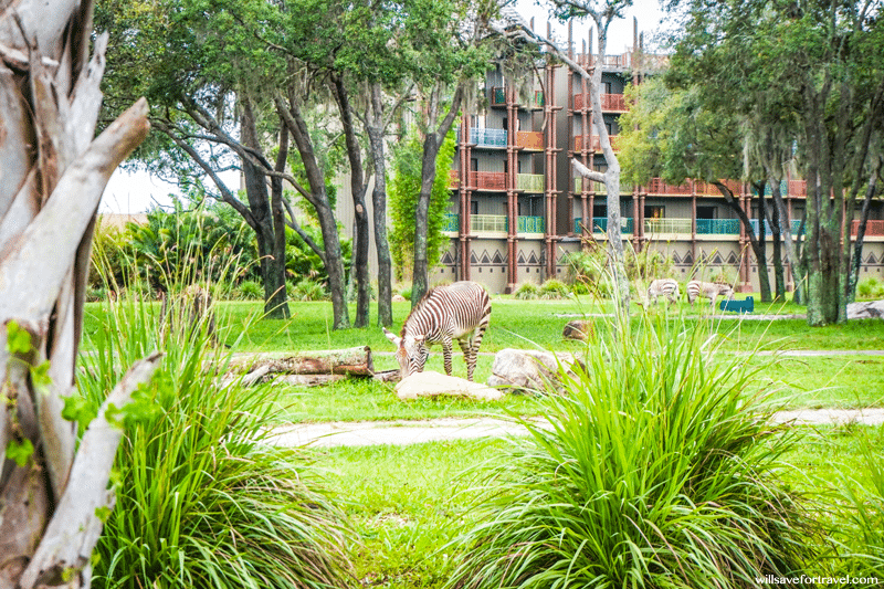 Zebra at Disney's Animal Kingdom Lodge
