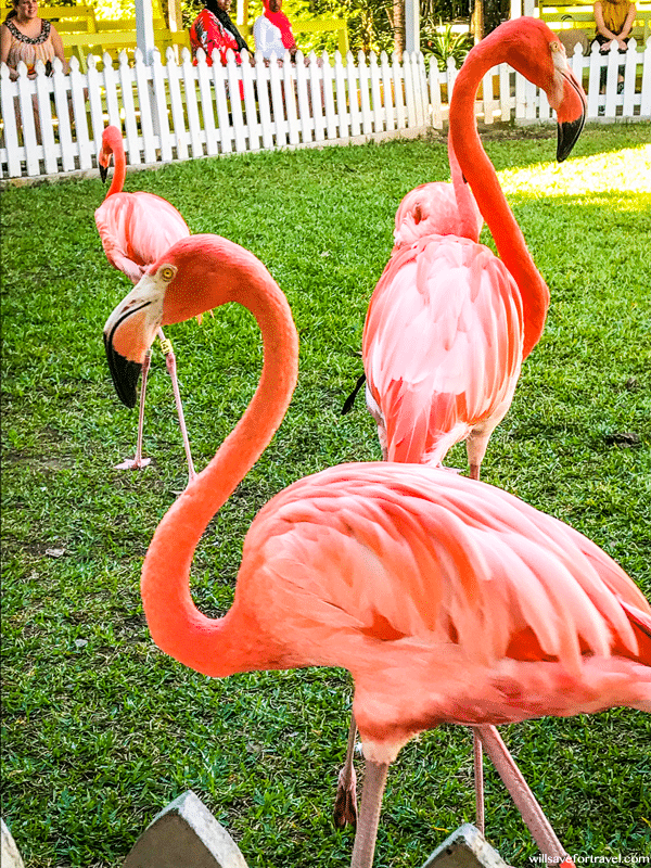 Flamingo at Ardastra Zoo in Nassau Bahamas