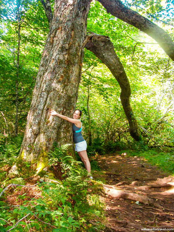 Tree Hugging in Cape Split Nova Scotia