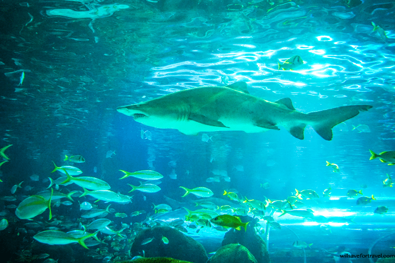 Shark at Ripley's Believe It Or Not Aquarium