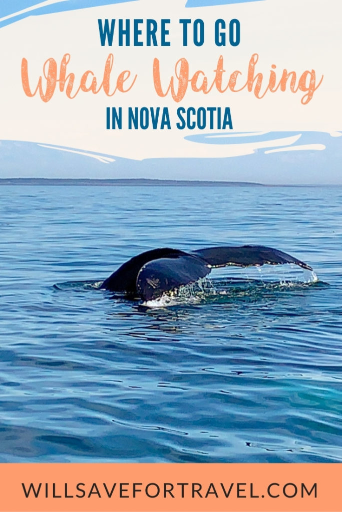 where to go whale watching in Nova Scotia