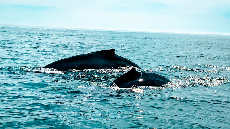Two humpback whales in the Bay of Fundy, Nova Scotia