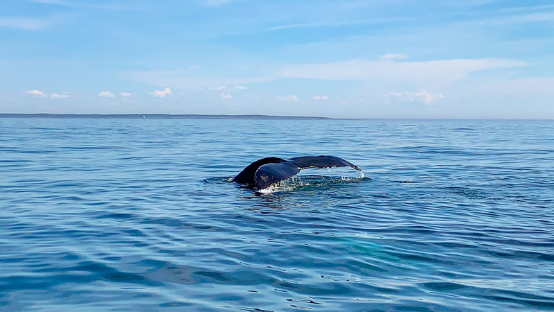 whale tail, whale watching from Brier Island, Nova Scotia