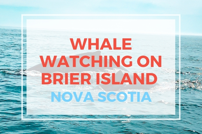 Will Save For Travel Brier Island Whale Watching - Will Save For Travel